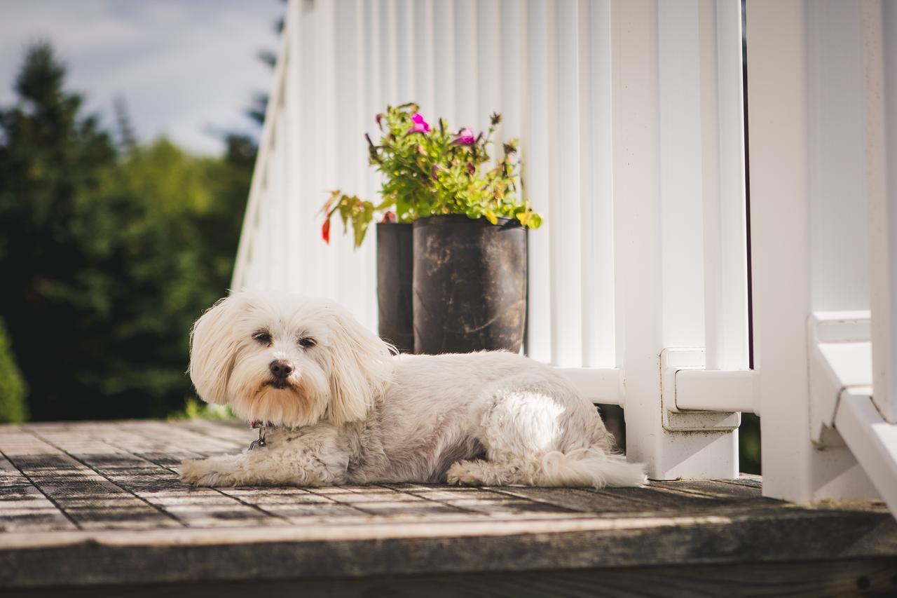 Abbie'S Garden Bed & Breakfast Grand Bank Екстер'єр фото