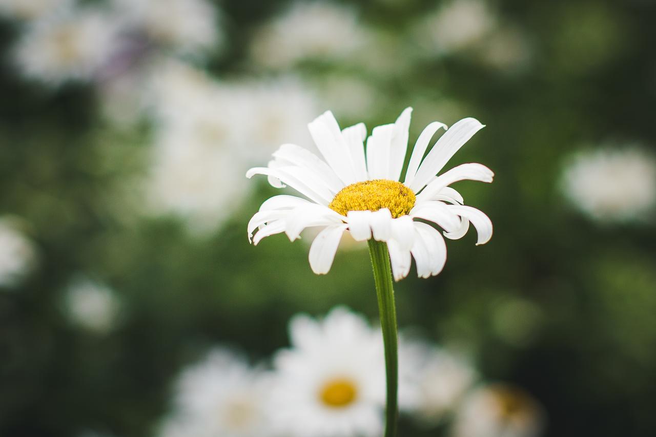 Abbie'S Garden Bed & Breakfast Grand Bank Екстер'єр фото